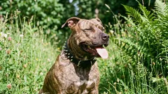 Bad Reputation: 5 Dog Breeds That Are Unfairly Feared