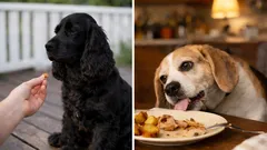 Your dog doesn’t “respect” you — and that’s completely normal! Dog trainers explain why